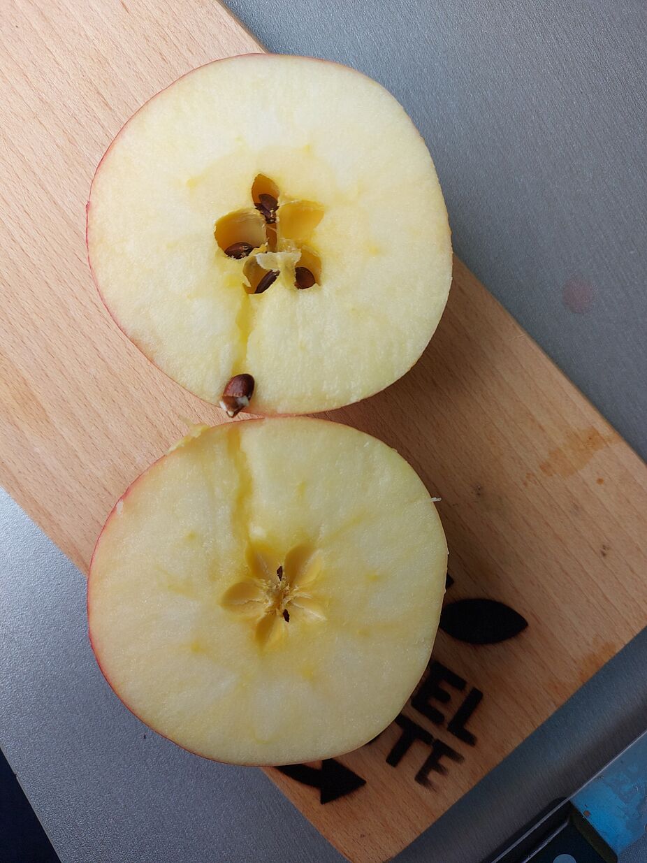 Kerngehäuse eines Apfels Wieviel Kammern hat ein Kerngehäuse eines Apfels?