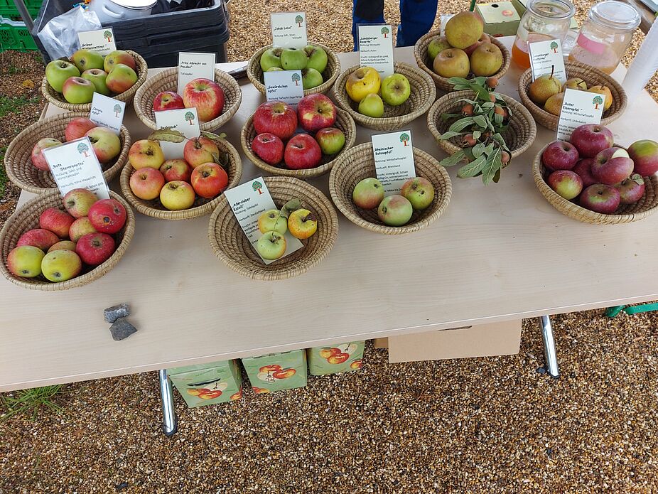 Alte Apfelsorten Darbietung alter Apfelsorten beim Aktionstag Streuobstwiesen