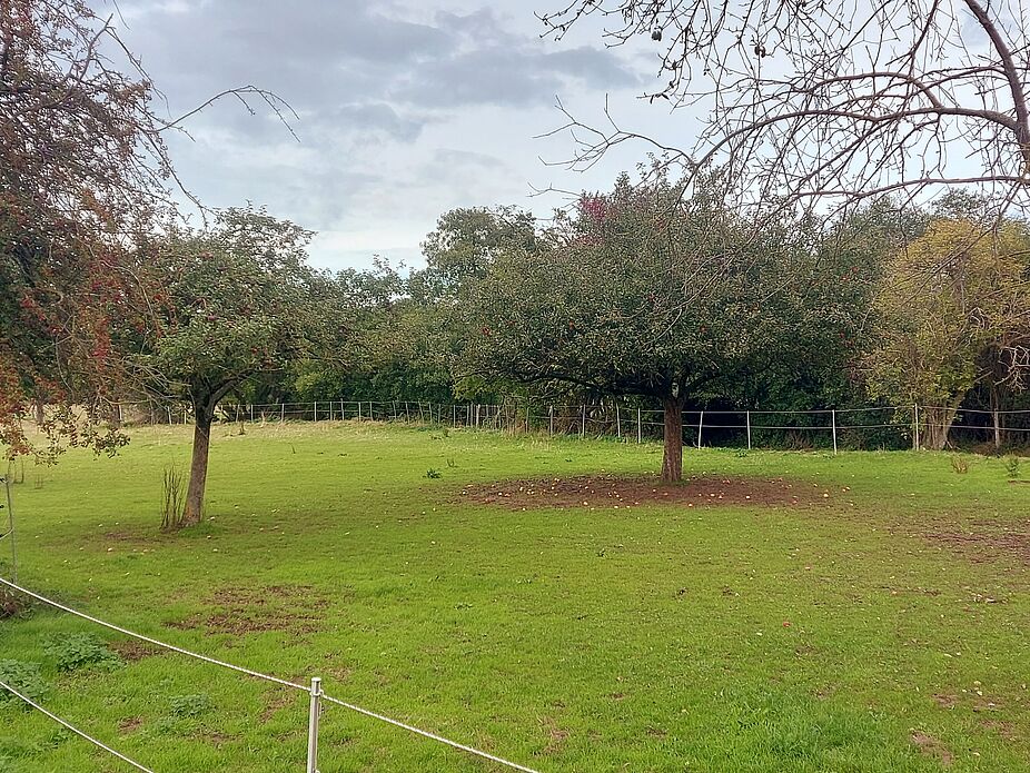 Streuobstwiese Eine der Streuobstwiesen entlang der Streuobstroute bei Erftstadt