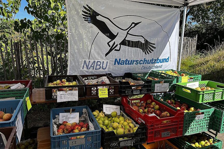 Äpfel am Streuobstwiesentag Äpfel am Streuobstwiesentag